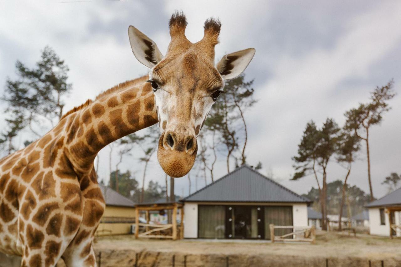 Safari Resort Beekse Bergen ฮิลวาเรนบีค ภายนอก รูปภาพ